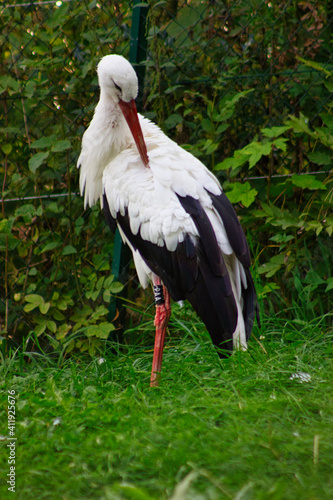 Storch vor Maschendraht