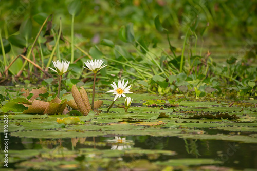 Lotus flowers in Lake Nicaragua