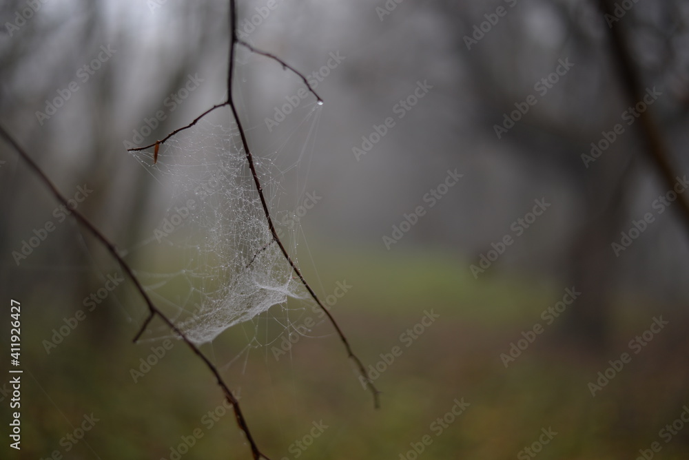 spider web adorned with drops of water in autumn fog