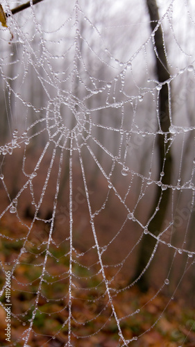 spider web adorned with drops of water in autumn fog
