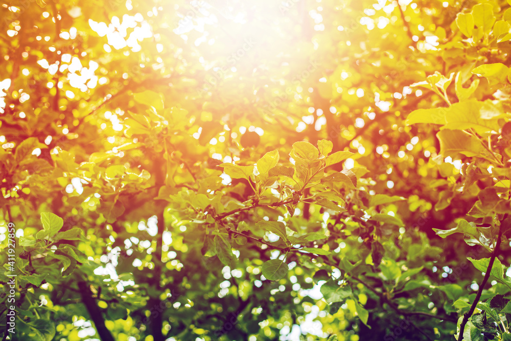 Tree branches in the garden during the summer. Tree branches in the garden during the summer.