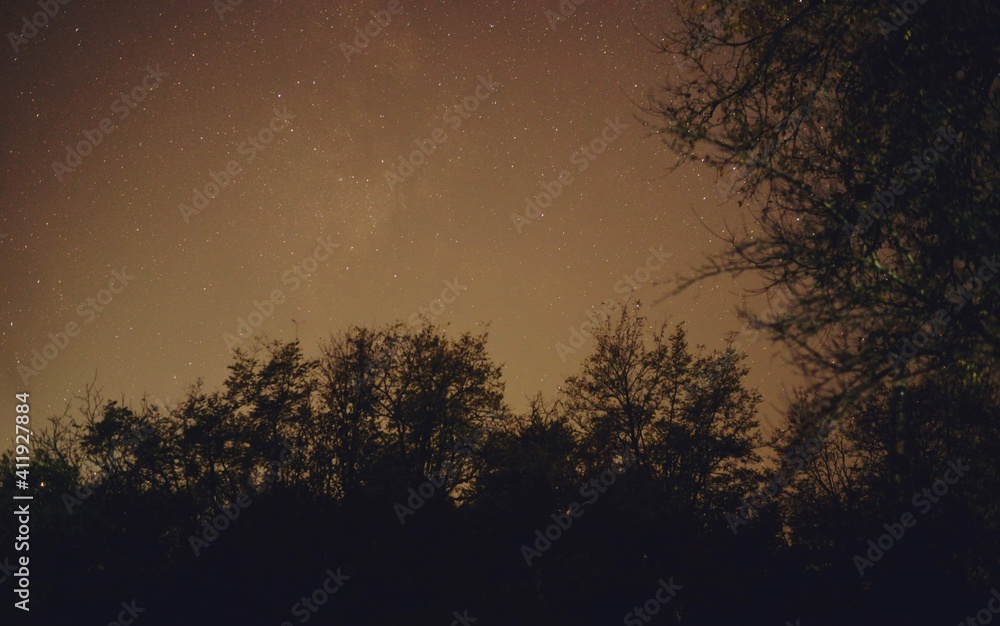 Fototapeta premium winter night sky with milky way galaxy shining trough stars and planets in the forest