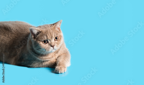 Brooding British Shorthair cat of peach color on blue background. Looking off to the side. Close-up. Copy space