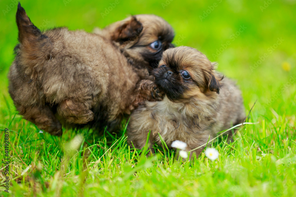 Pekingese puppies on the lawn Pekingese puppies on the lawn