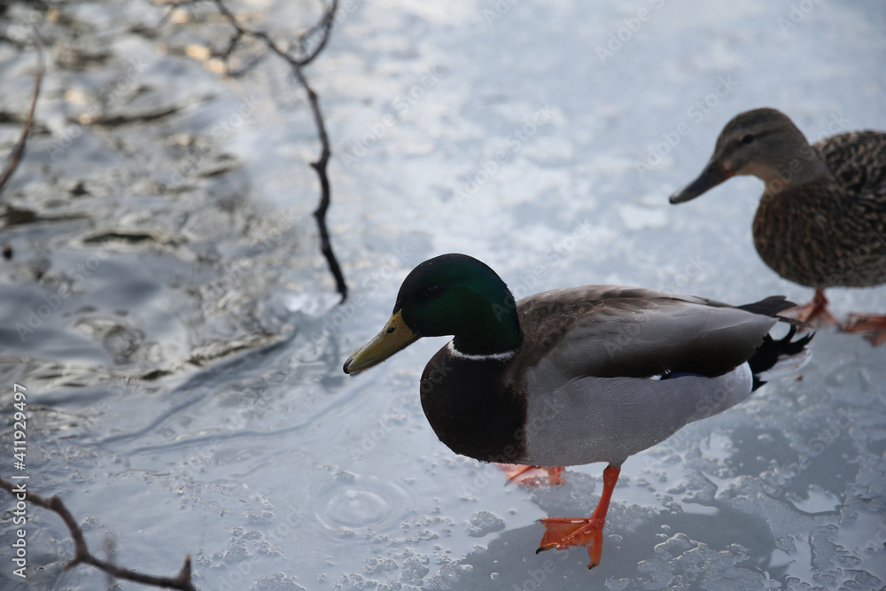 Ducks walking on a frozen lake in winter season. Wild ducks on ice Ducks walking on a frozen lake in winter season. Wild ducks on ice