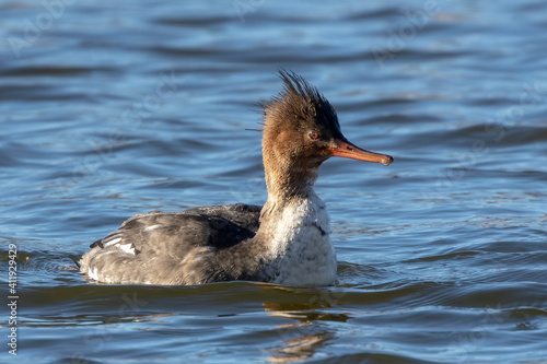 Female red breasted merganser on the river