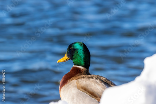 Bird. Portrait of a wild duck, Mallard drake.