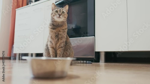 Ginger tabby cat sits in the kitchen and looks at a bowl full of dry food. Cat waiting for an invitation to the reception food.
