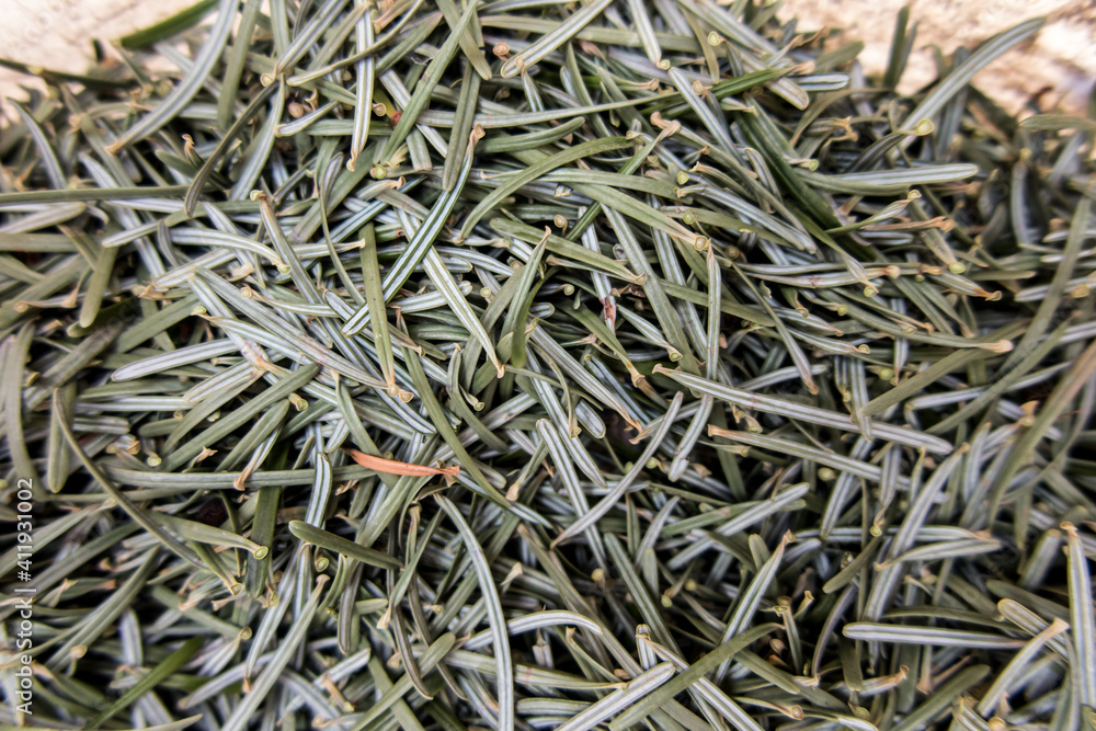 Caucasian fir needles fallen from an old Christmas tree gathered in one place as a background Caucasian fir needles fallen from an old Christmas tree gathered in one place as a background