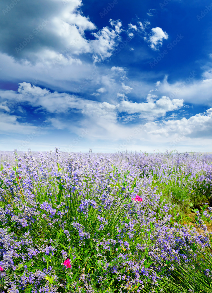 Vertical rural landscape with summer lavender field and bright sky. Vertical rural landscape with summer lavender field and bright sky.