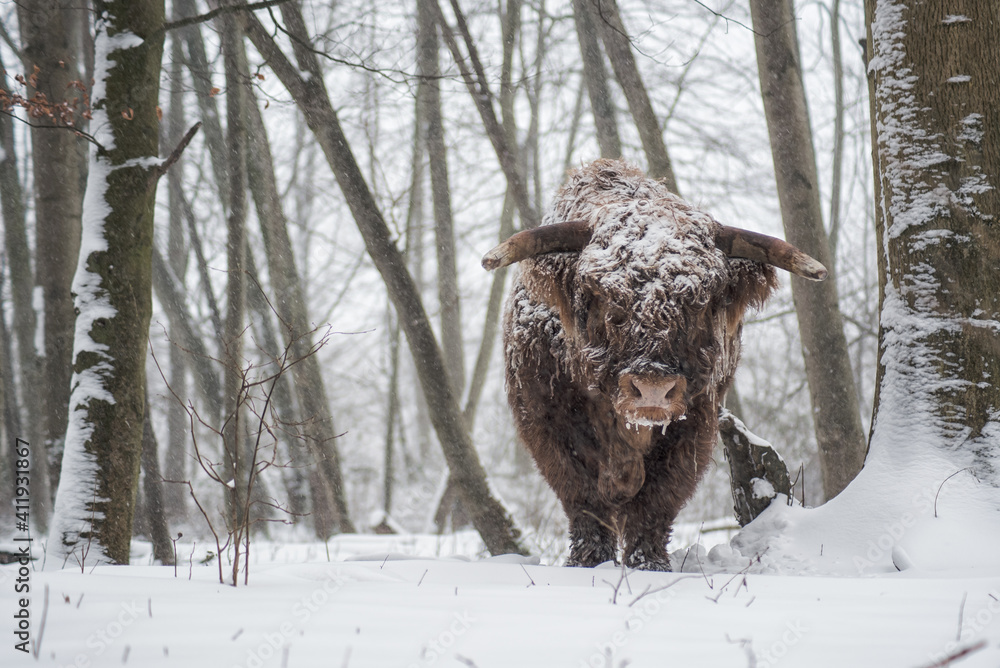 scottish highlander cow in winter under snow. in the woods in a snowy environment. cold and freezing. Feb 2021 flevoland the netherlands scottish highlander cow in winter under snow. in the woods in a snowy environment. cold and freezing. Feb 2021 flevoland the netherlands