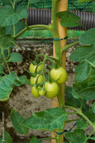 Obraz na plátně A bunch of unripe heirloom moneymaker tomatoes, solanum lycopersicum, growing on