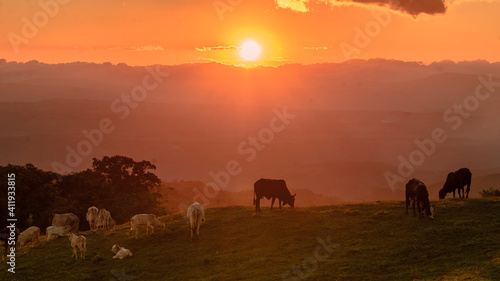 Atardecer en el campo ganadero. 1