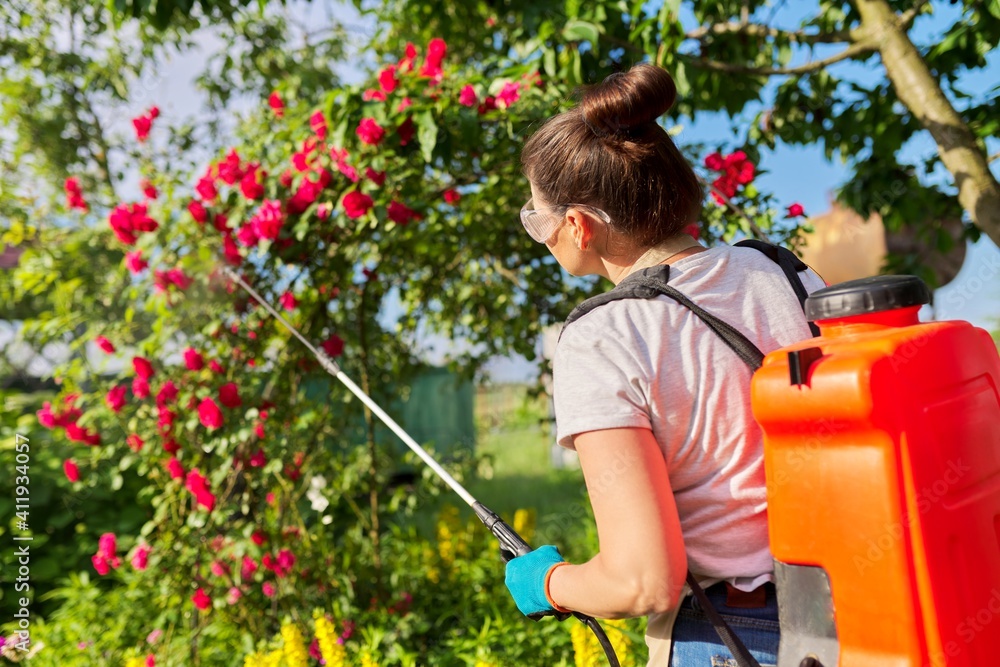 Woman with backpack garden spray gun under pressure handling bushes with blooming roses Woman with backpack garden spray gun under pressure handling bushes with blooming roses