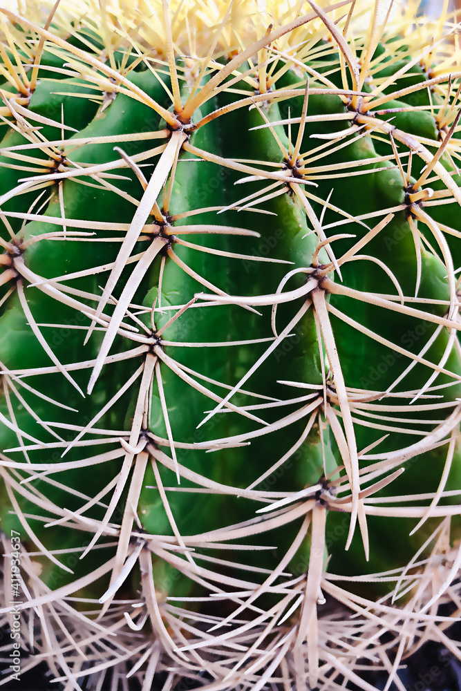 Green cactus with thorns close up. Selective focus background.