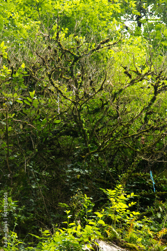 Rosaries hanging on trees and rocks at the last station of the Way of the Cross in the sanctuary of Lourdes