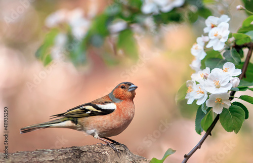  songbird finch sits on a branch of an apple tree with white flowers in a spring sunny park © nataba