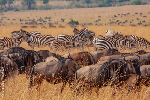 Zebra and gunu herds during migration in Masai mara Game Reserve in Kenya