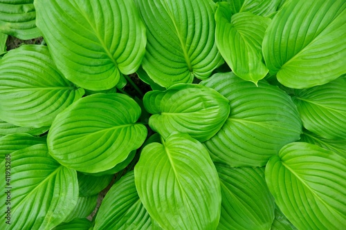 Green plant background, top view on abstract leaves of Beautiful Hosta plant