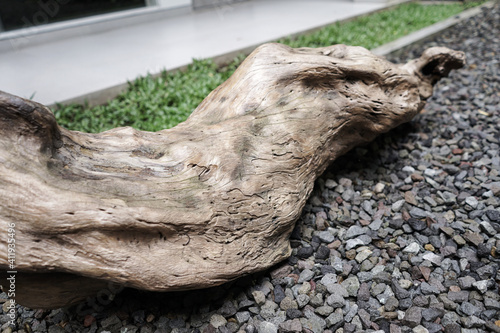 Old tree trunk for interior or garden decoration