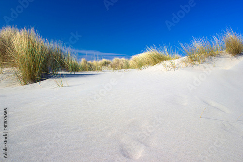 the dunes  Renesse  the Netherlands