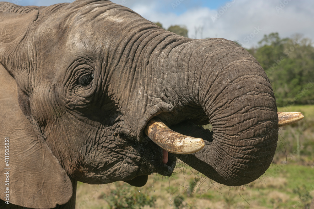 Naklejka premium Elephants trying to drink water in a private game reserve in South Africa