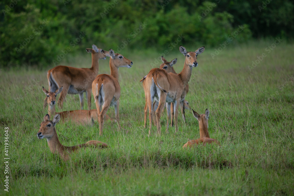Impala antelope herd in Quenn Elizabeth National Park of Uganda