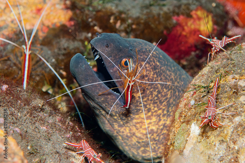 Yellow-margined moray (Gymnothorax flavimarginatus) being cleaned by a cleaner shrimp (Lysmata amboinensis) in Tulamben, Bali, Indonesia photo