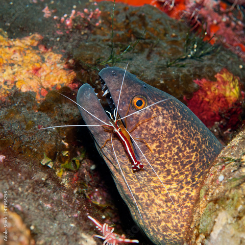 Yellow-margined moray (Gymnothorax flavimarginatus) being cleaned by a cleaner shrimp (Lysmata amboinensis) in Tulamben, Bali, Indonesia