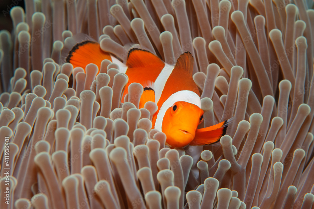 False clown anemonefish (Amphiprion ocellaris) peeking out of its anemone in Tulamben, Bali, Indonesia - obrazy, fototapety, plakaty 