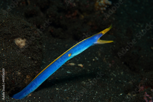 Ribbon eel (Rhinomuraena quaesita) in Tulamben, Bali, Indonesia