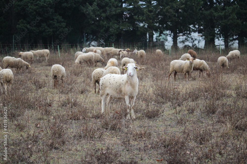 troupeau de moutons et brebis