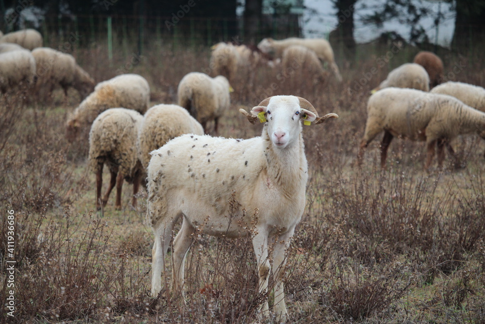 Obraz premium troupeau de mouton