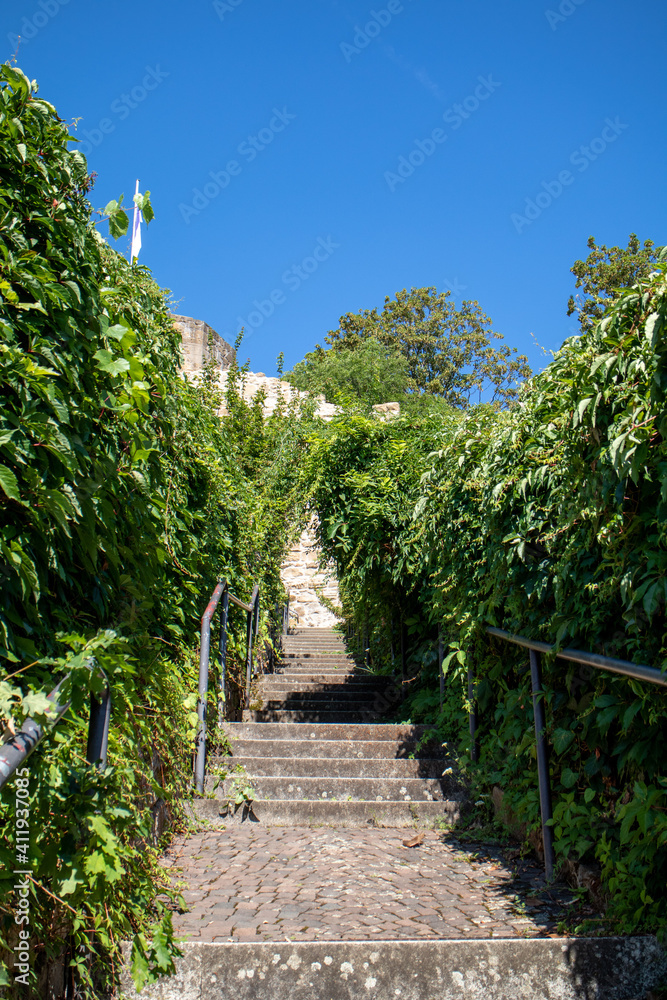 View of grapevines with grapes.