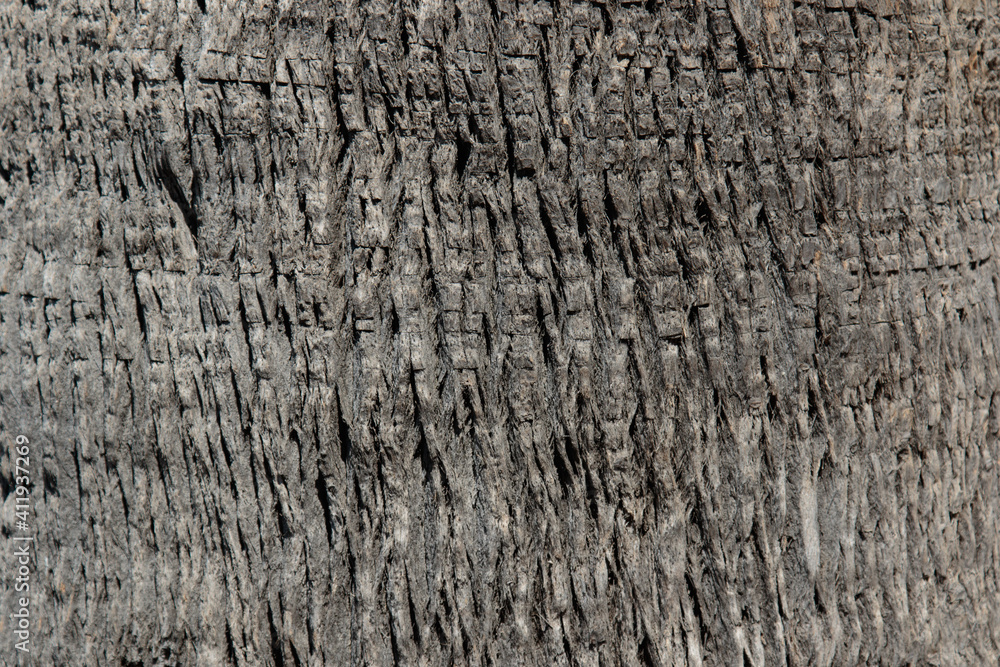 closeup texture of palm tree bark closeup texture of palm tree bark