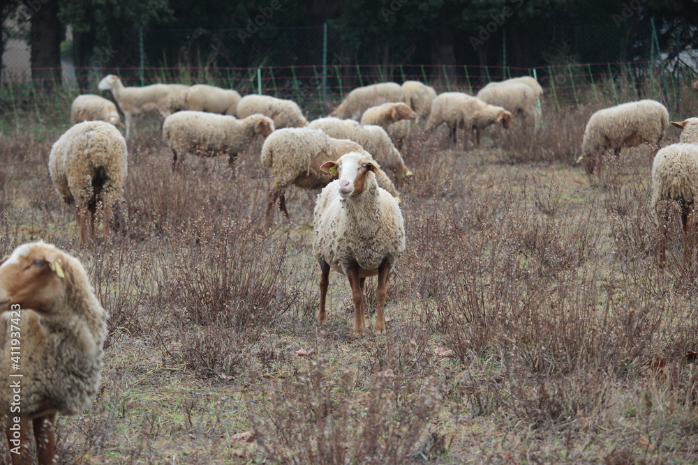 Obraz premium moutons