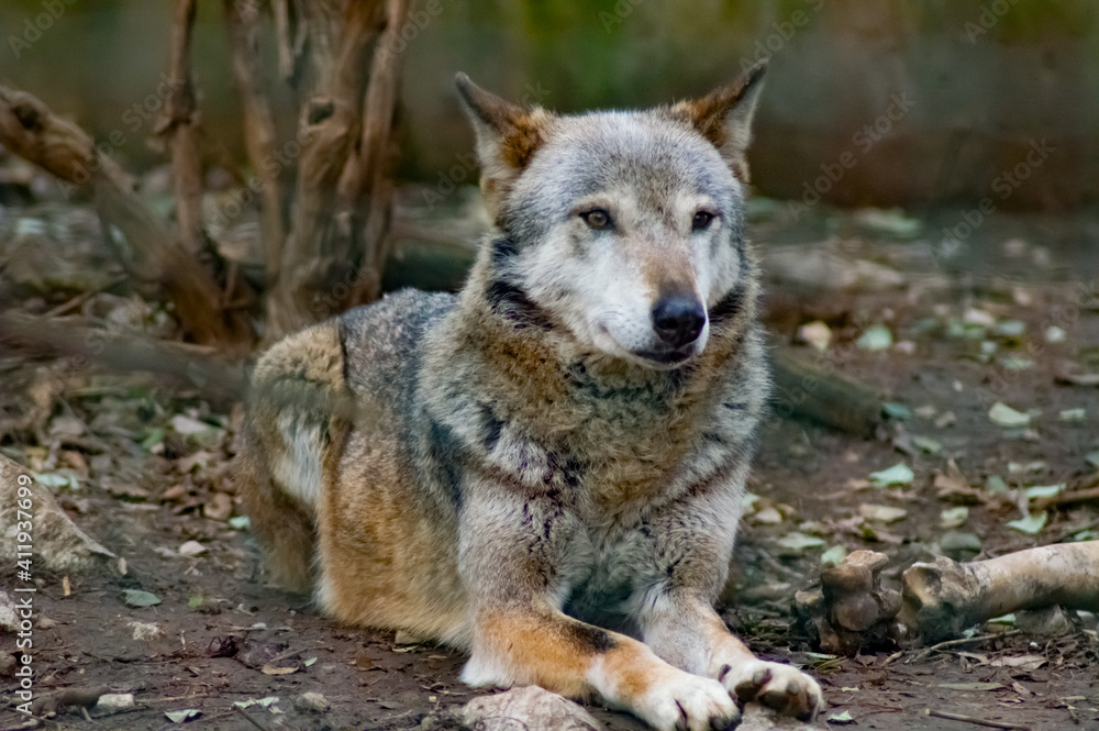 Wolf at Sofia/Bulgaria Zoo
