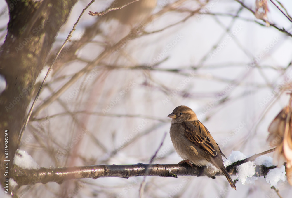panoramic photo with a group of small funny birds sparrows sit on a branch in different poses in a winter Park. very cold winter polar vortex day looks like in the open countryside panoramic photo with a group of small funny birds sparrows sit on a branch in different poses in a winter Park. very cold winter polar vortex day looks like in the open countryside