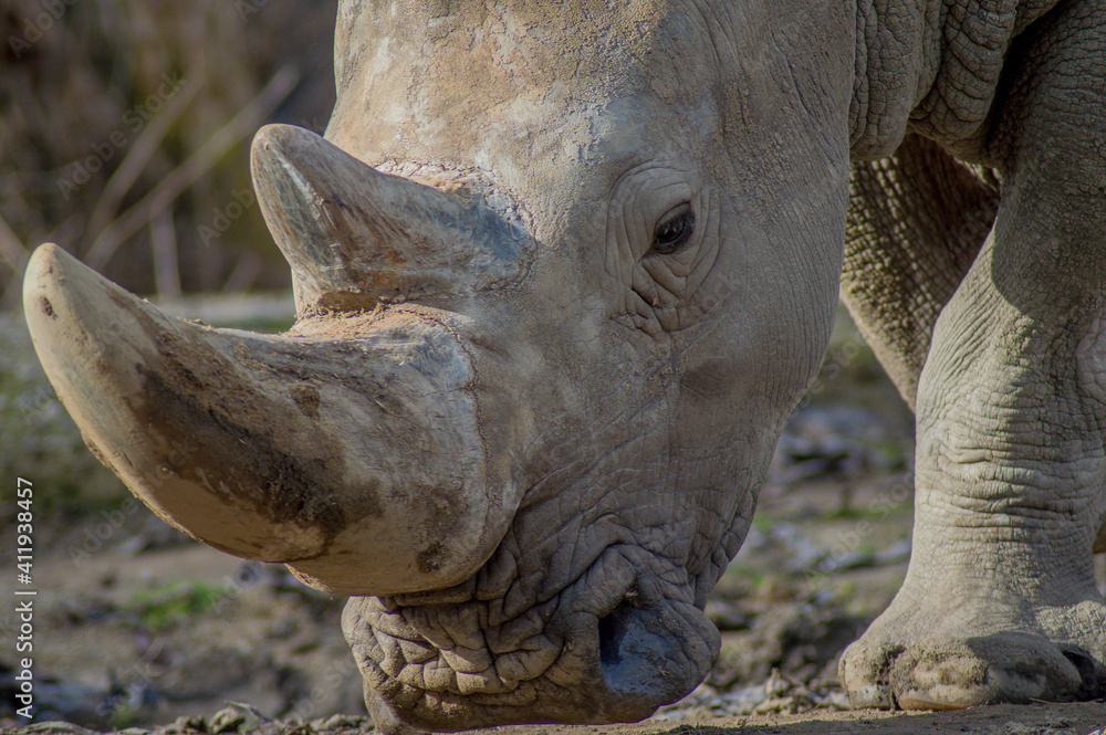 Obraz premium Rhyno at Sofia/Bulgaria Zoo
