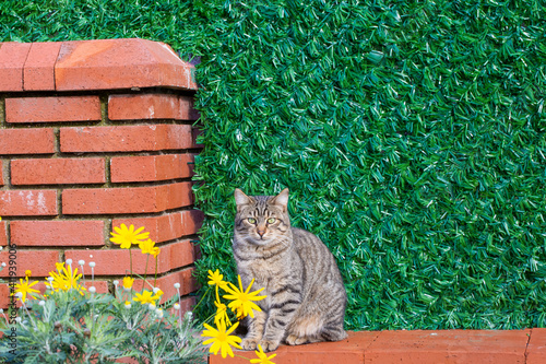 A cute tabby stray cat stan...