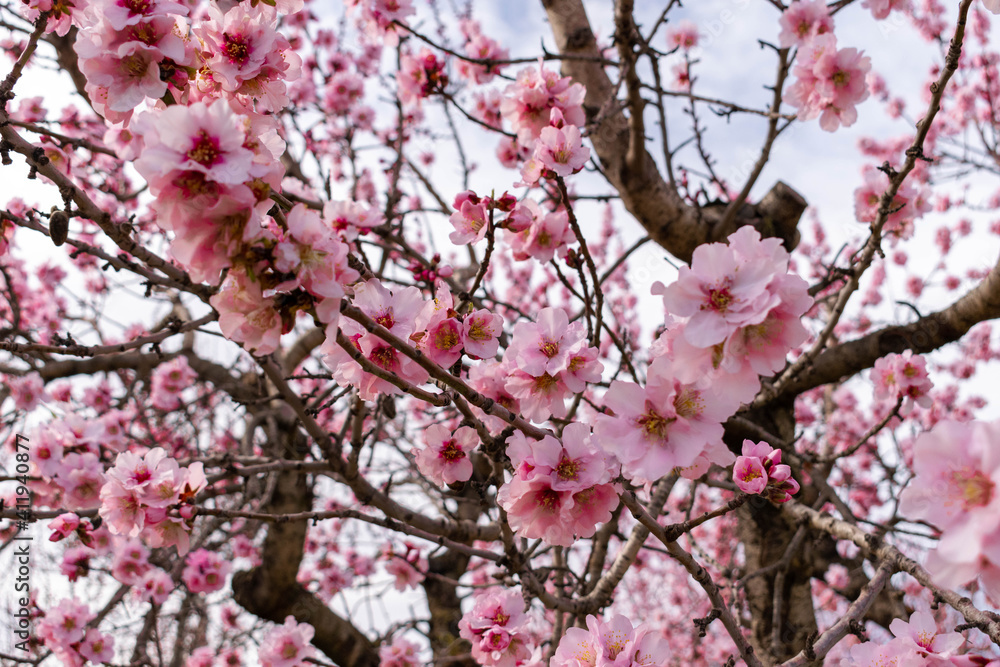 vista de cerca de las flores de un almendro , Prunus dulcis vista de cerca de las flores de un almendro , Prunus dulcis