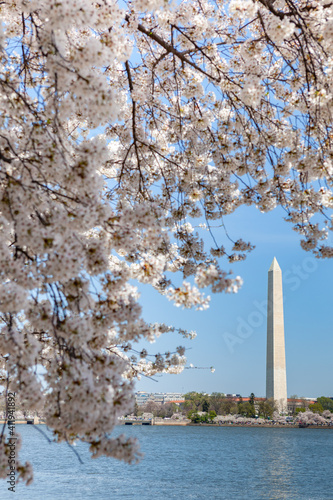Cherry Blossoms at the Washington Monument