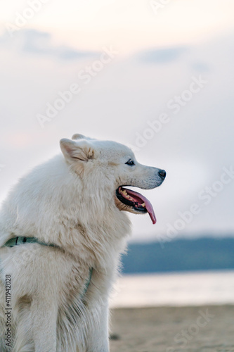 Samoyed white fluffy dog on sand. Very fluffy well-groomed Samoyed dog sitting near lake. Canine concept.