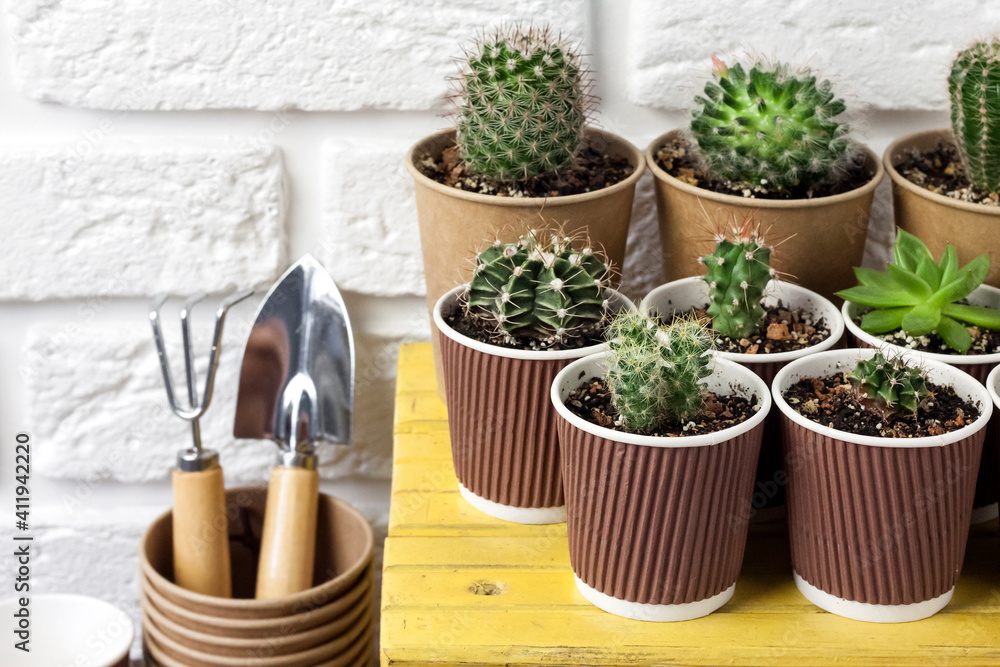 Cactus and succulent plants collection in paper cups on small yellow table Cactus and succulent plants collection in paper cups on small yellow table