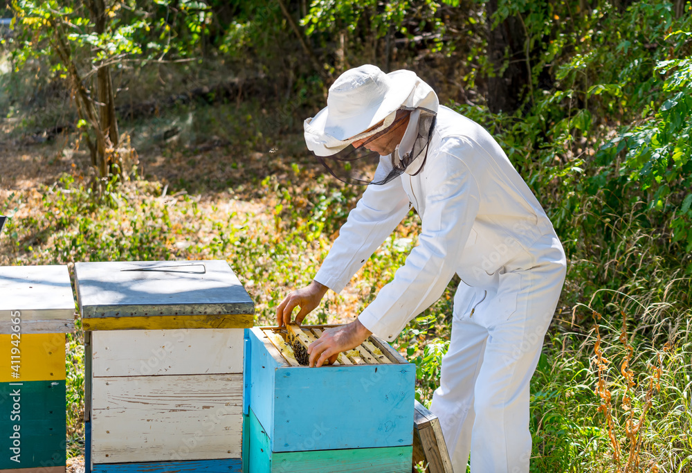 Beekeeper collects honey at apiary. Man dressed in protective white uniform. Summer garden background.