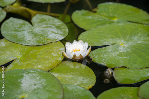 A lonely white lily growing on the Khopyor River in a quiet plant.
