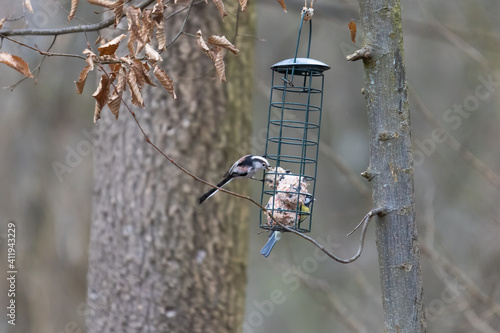 A tail tit looking for food at a feeder hanging from a branch in the forest