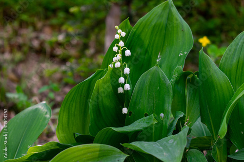 lilies of the valley