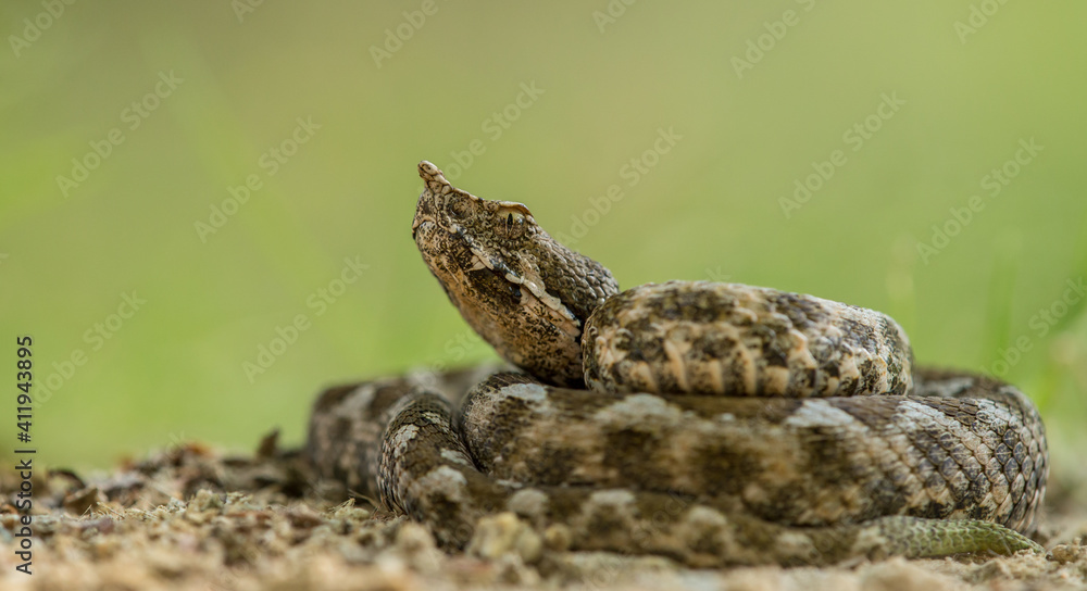 Horned viper (Vipera ammodytes) lying on sandy pathway. Isolated on green background Horned viper (Vipera ammodytes) lying on sandy pathway. Isolated on green background