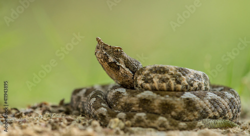 Horned viper (Vipera ammodytes) lying on sandy pathway. Isolated on green background